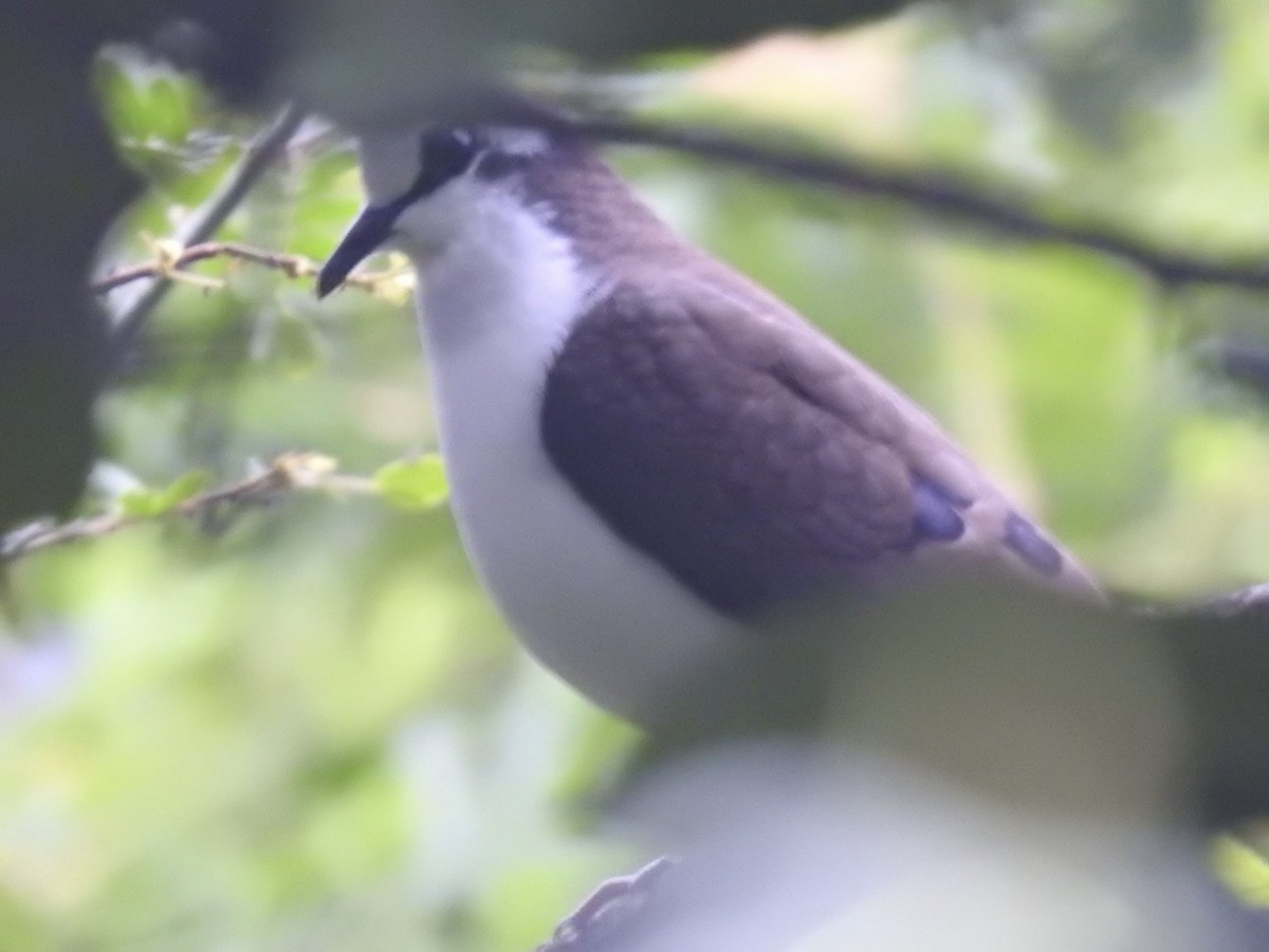 Tambourine Dove - ML620107723