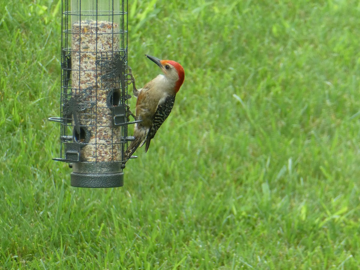 Red-bellied Woodpecker - ML620107734