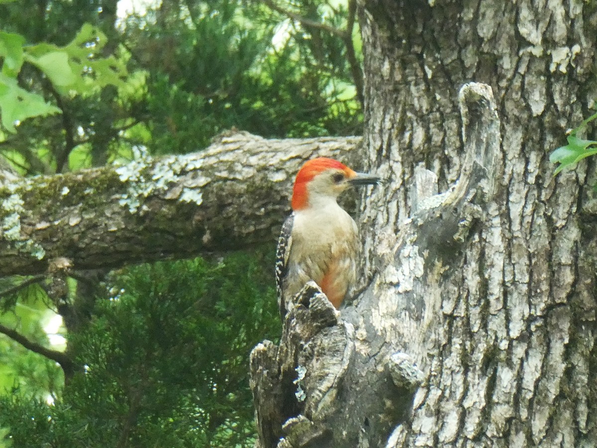 Red-bellied Woodpecker - ML620107735
