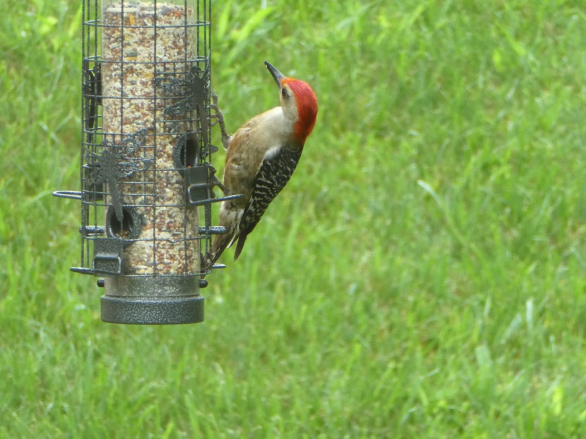 Red-bellied Woodpecker - ML620107736