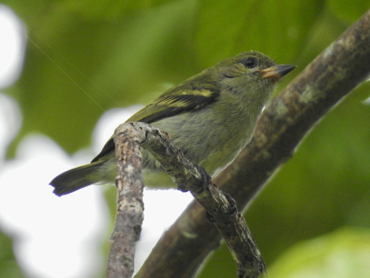 Green Tinkerbird - ML620107741