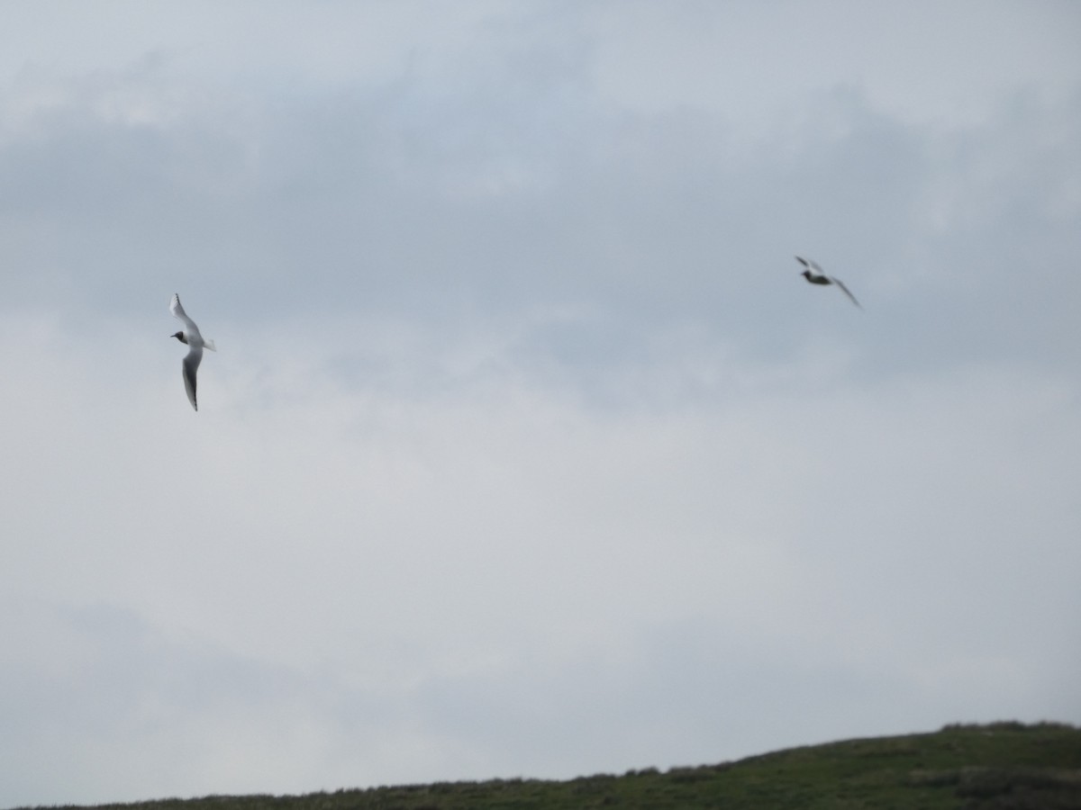 Black-headed Gull - Mike Tuer