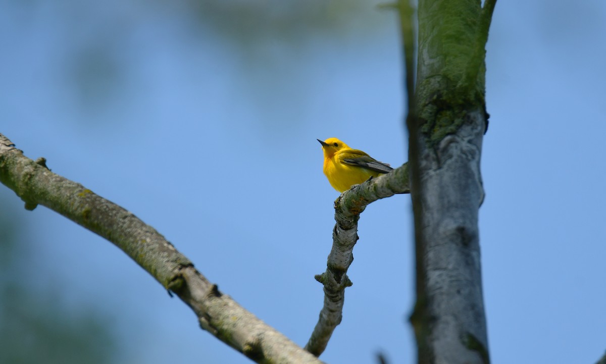 Prothonotary Warbler - ML620107798