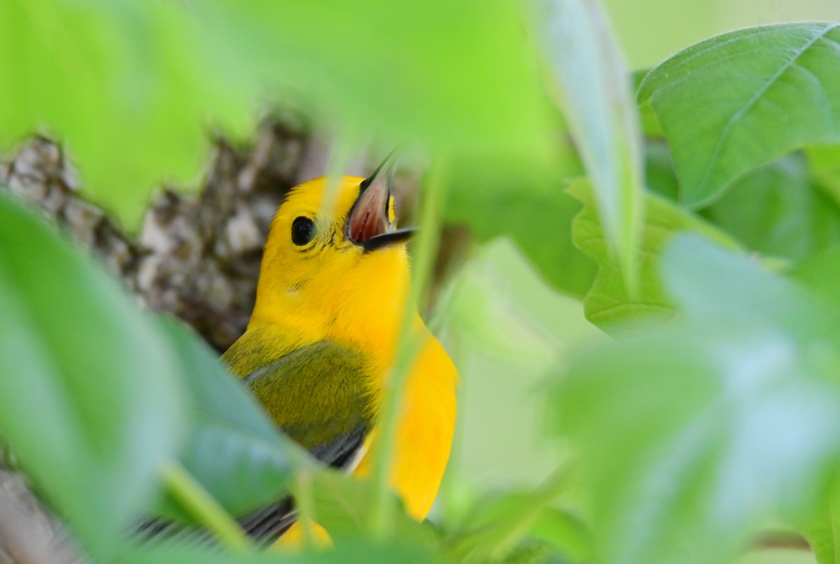 Prothonotary Warbler - ML620107799