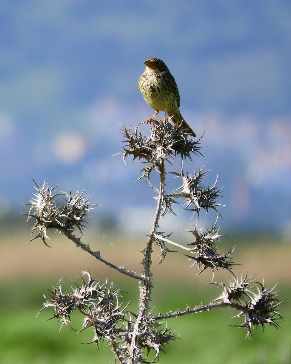 Corn Bunting - ML620107808