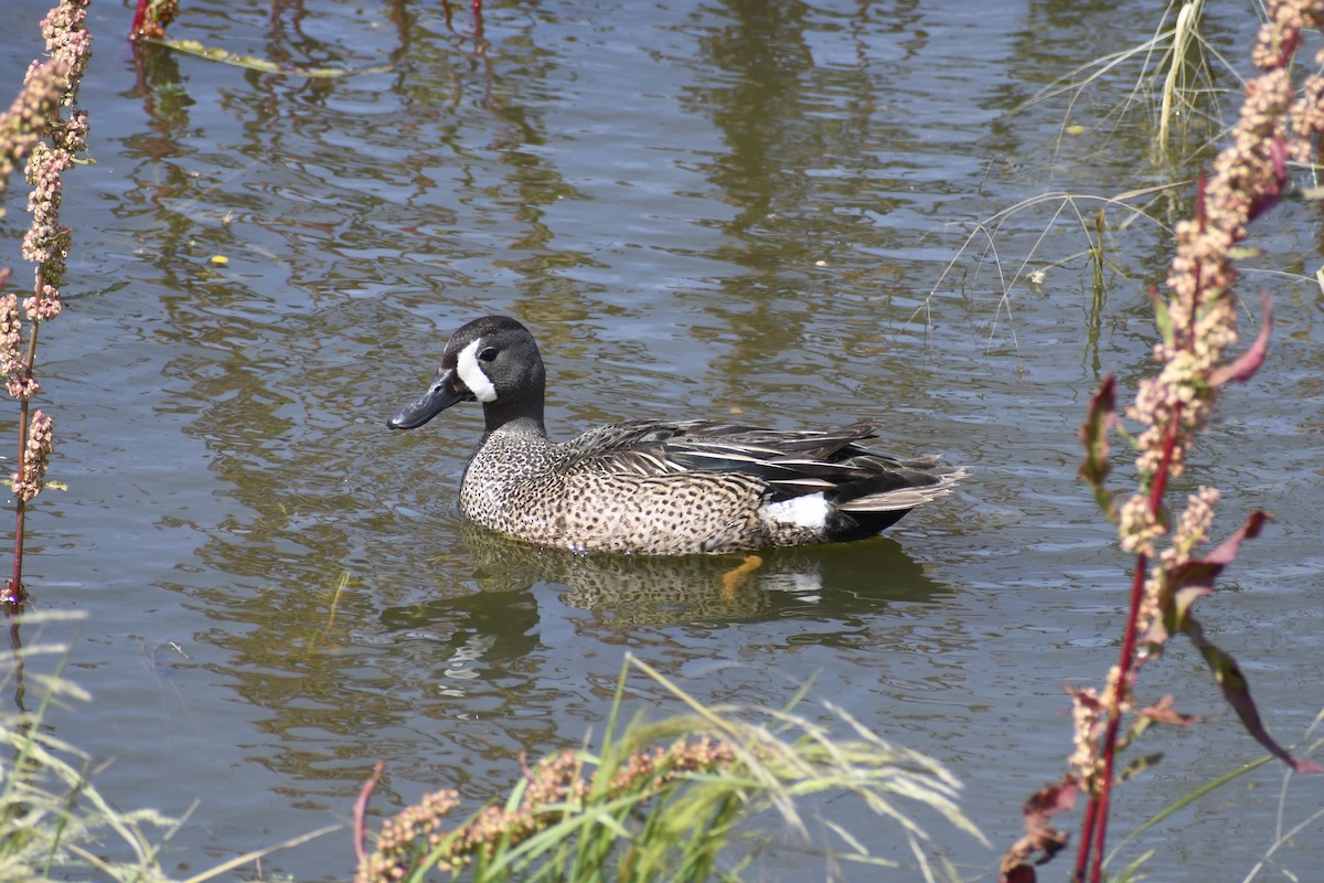 Blue-winged Teal - ML620107812