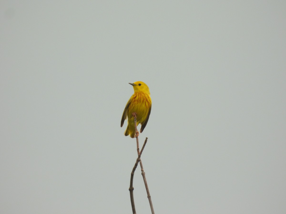 Yellow Warbler - ML620107845
