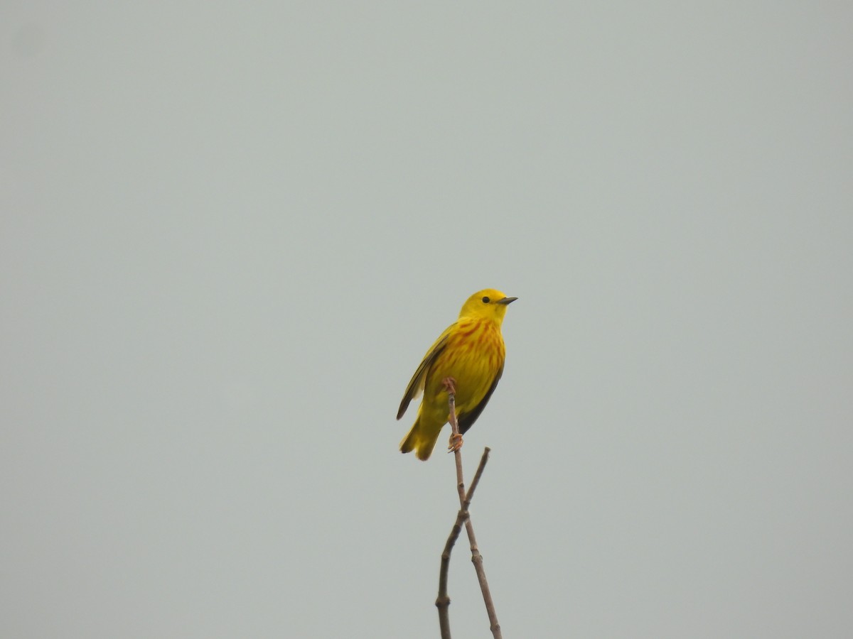 Yellow Warbler - ML620107849