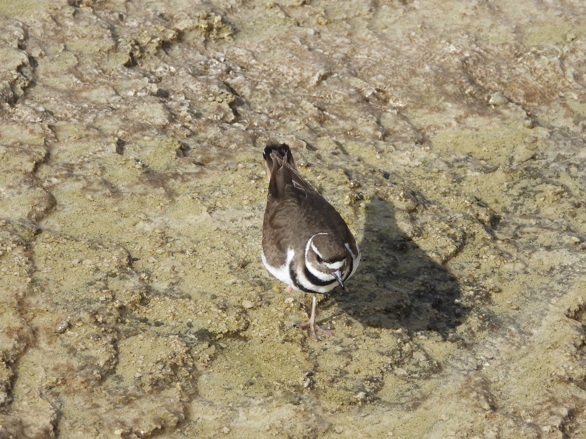 Killdeer - ML620107875