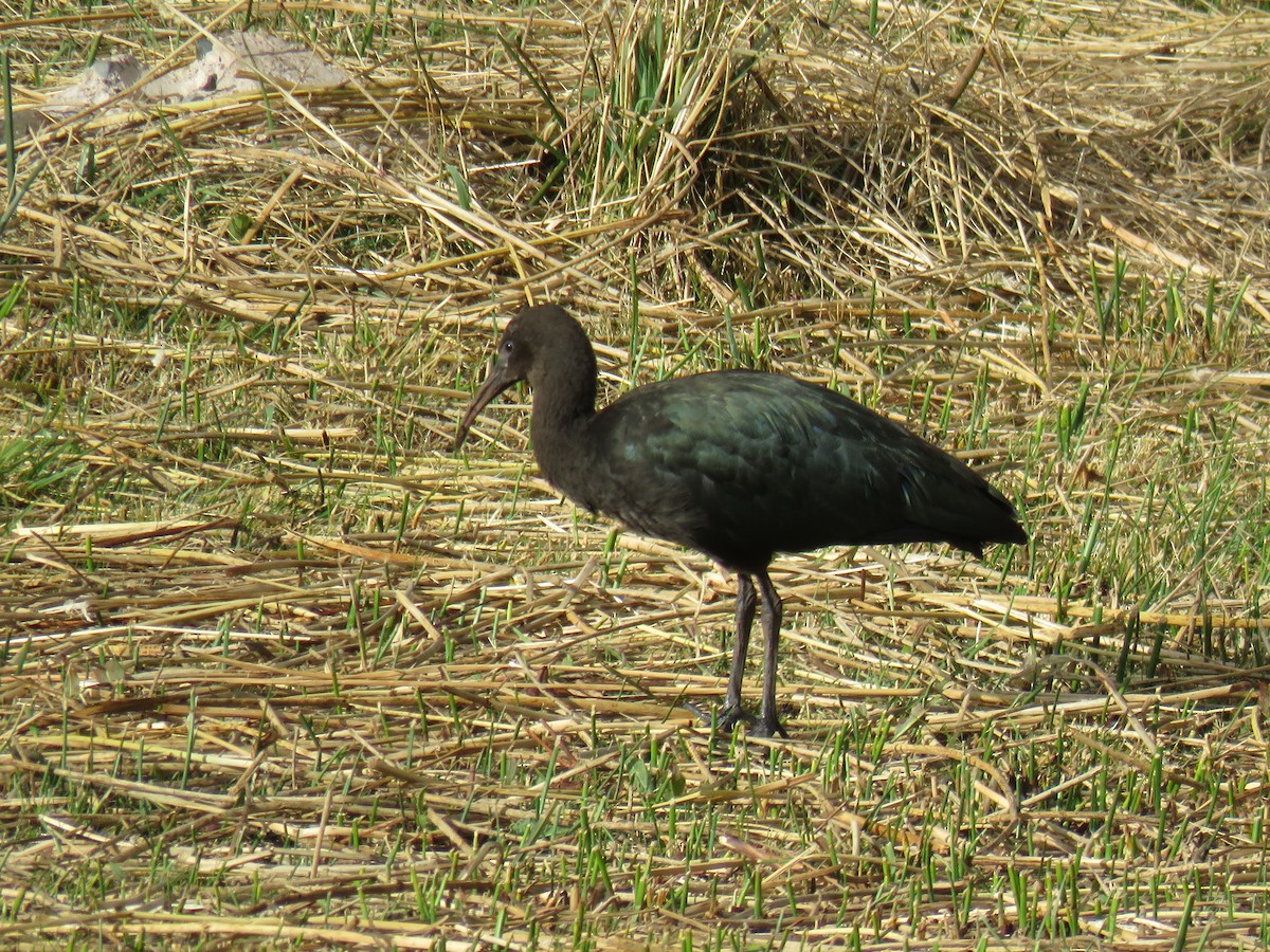 Puna Ibis - ML620107876