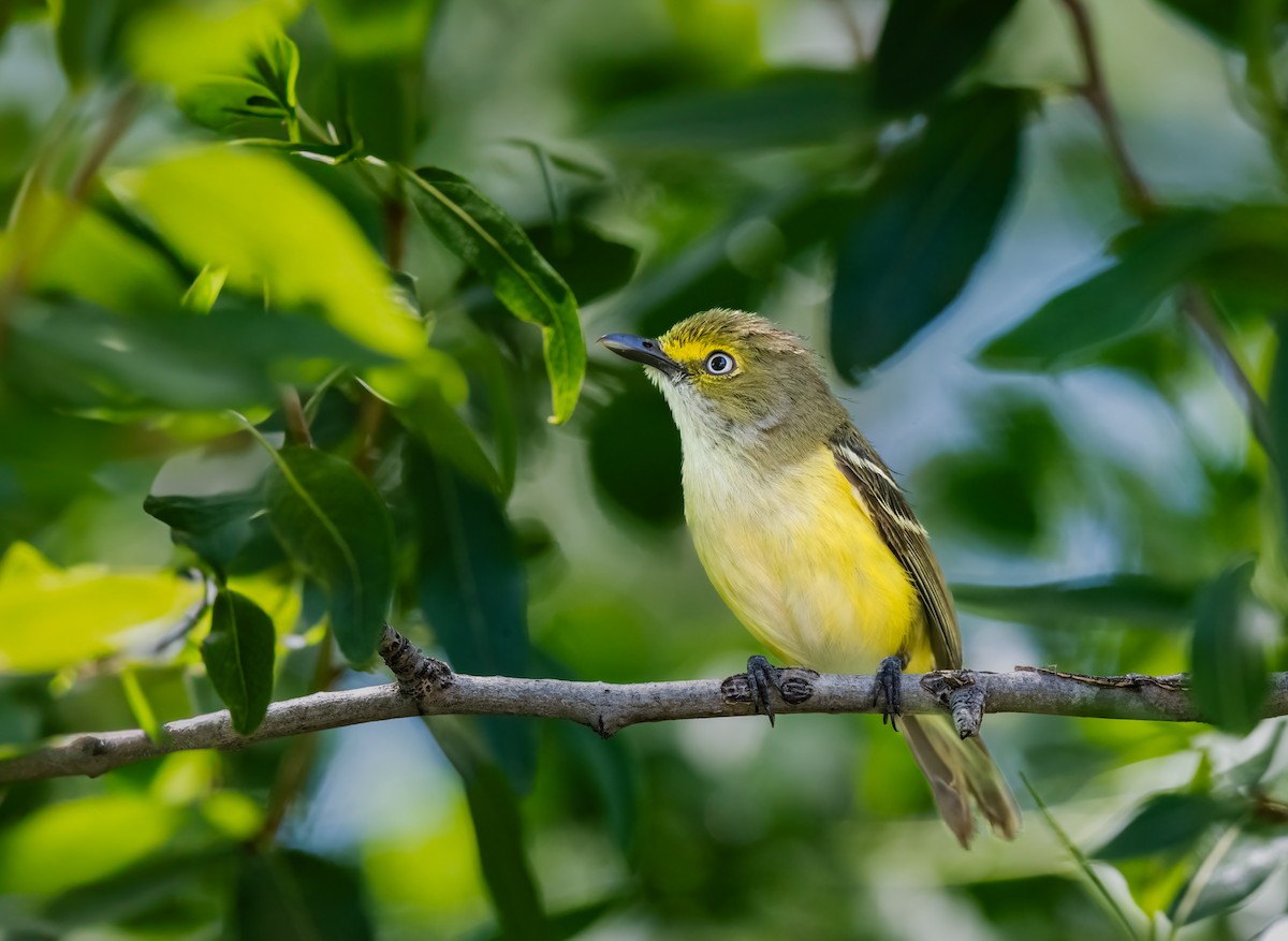 Ak Gözlü Vireo - ML620107878