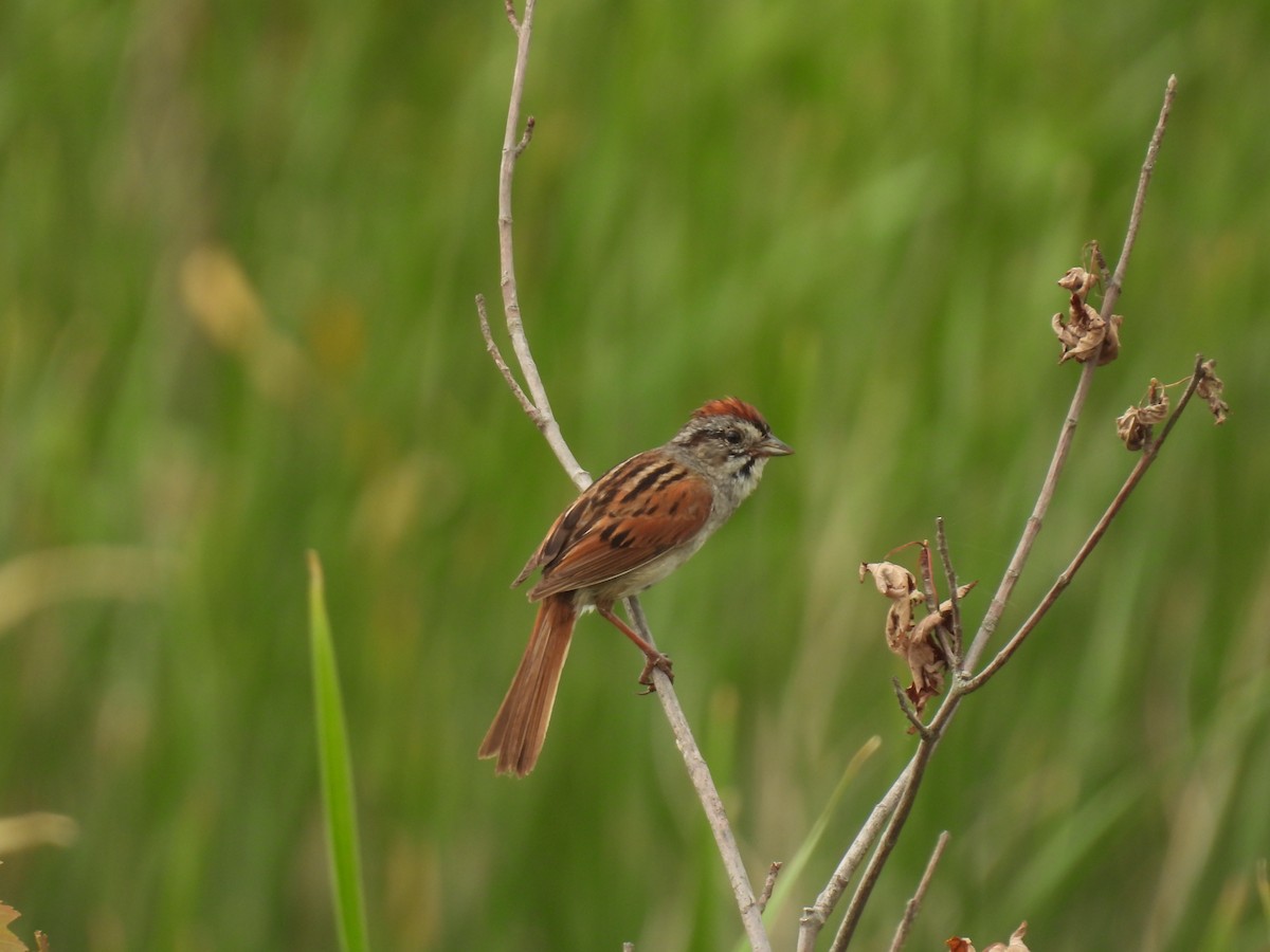 Swamp Sparrow - ML620107881