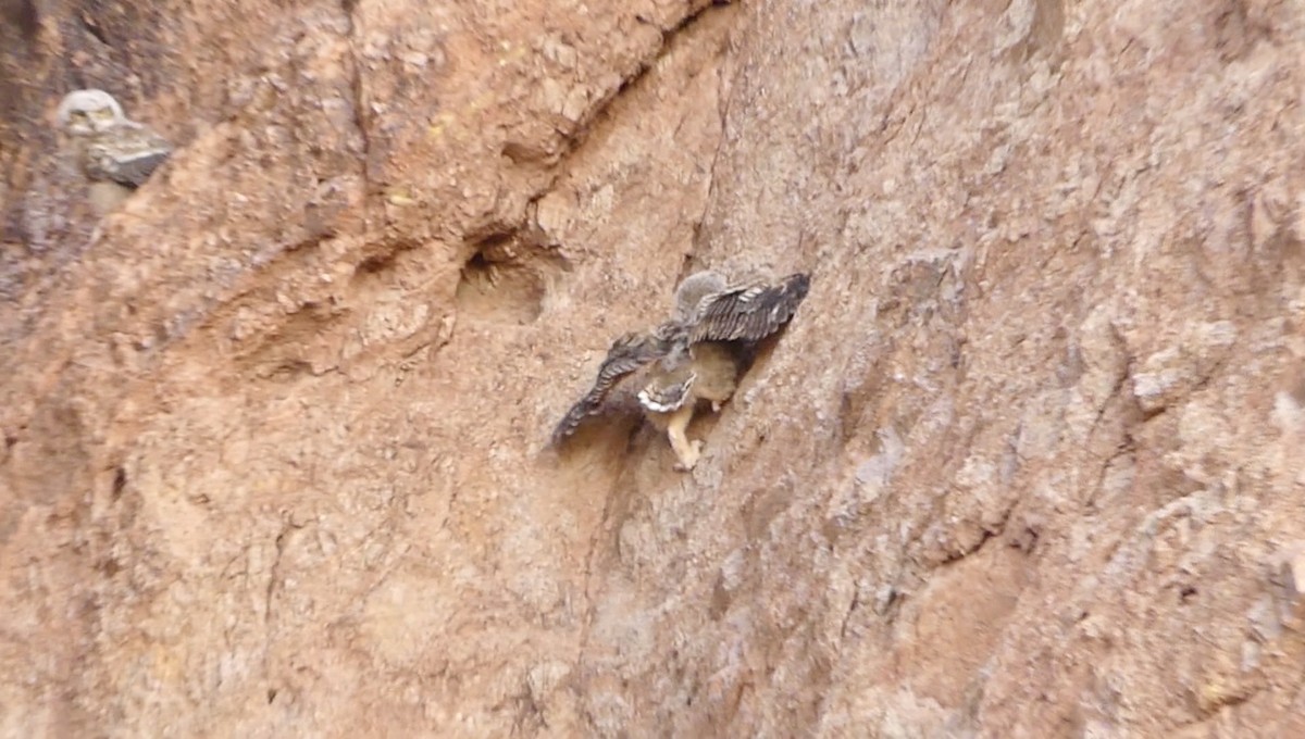 Great Horned Owl - ML620107885