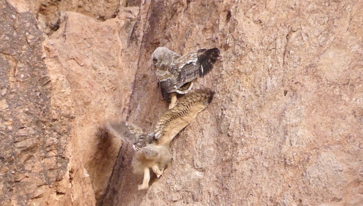 Great Horned Owl - ML620107887