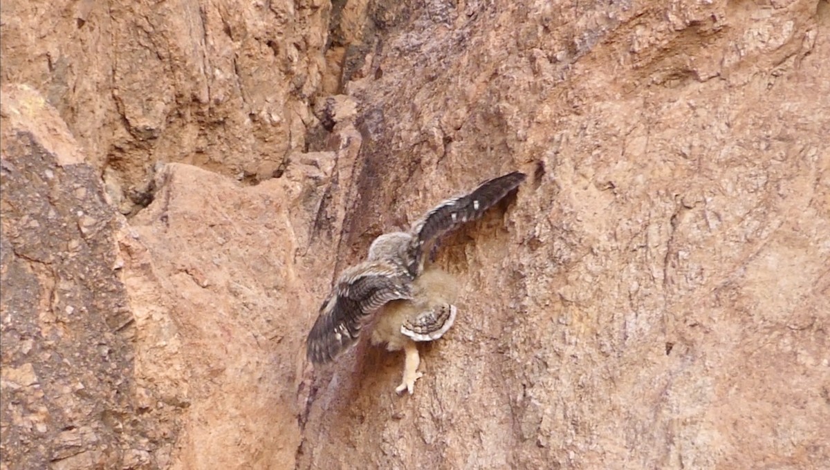 Great Horned Owl - ML620107888