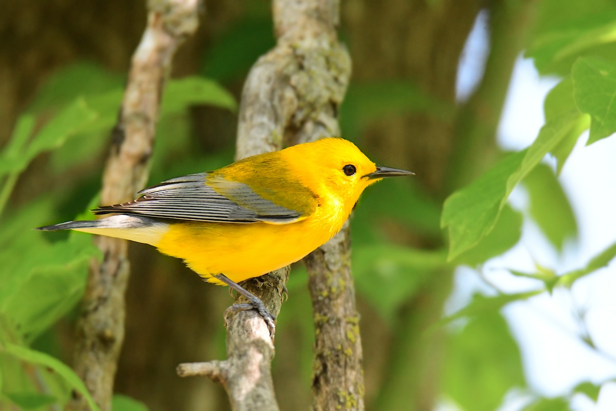 Prothonotary Warbler - ML620107891