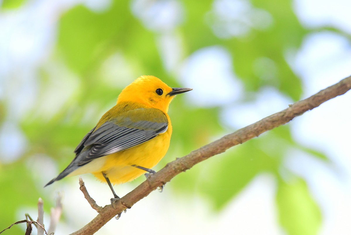 Prothonotary Warbler - ML620107895