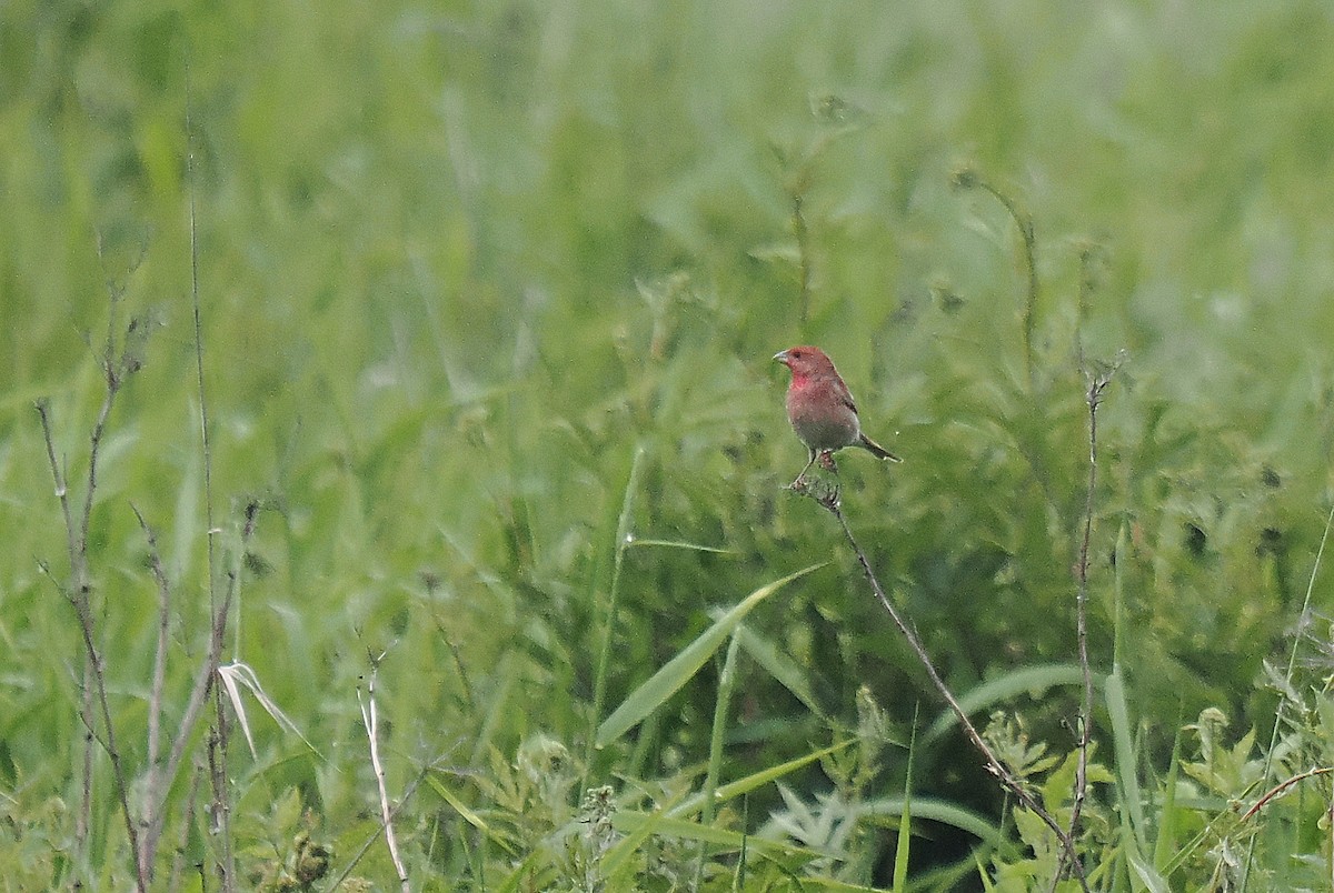 Common Rosefinch - ML620107903