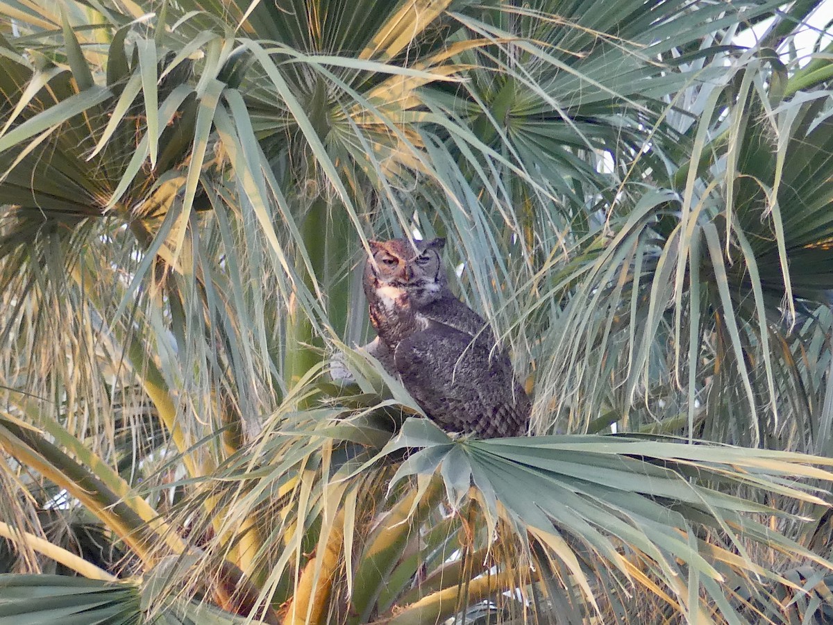 Great Horned Owl - ML620107933