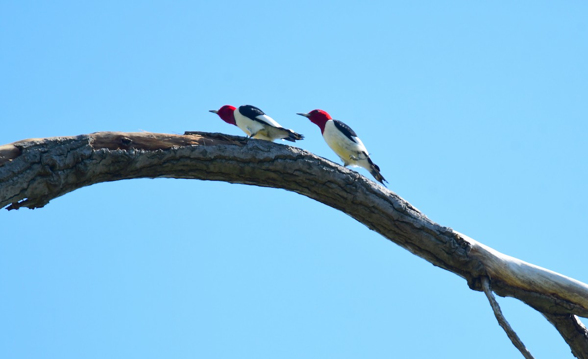 Red-headed Woodpecker - ML620107958