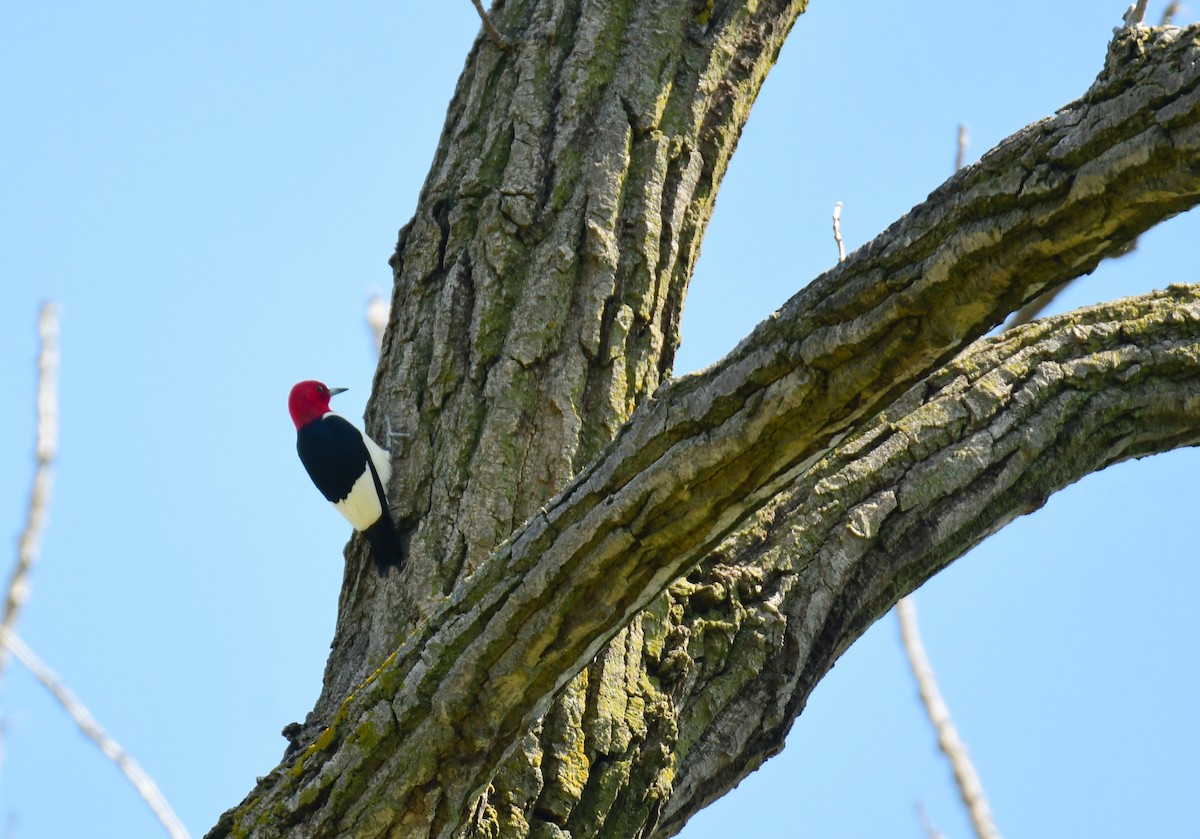 Red-headed Woodpecker - ML620107959