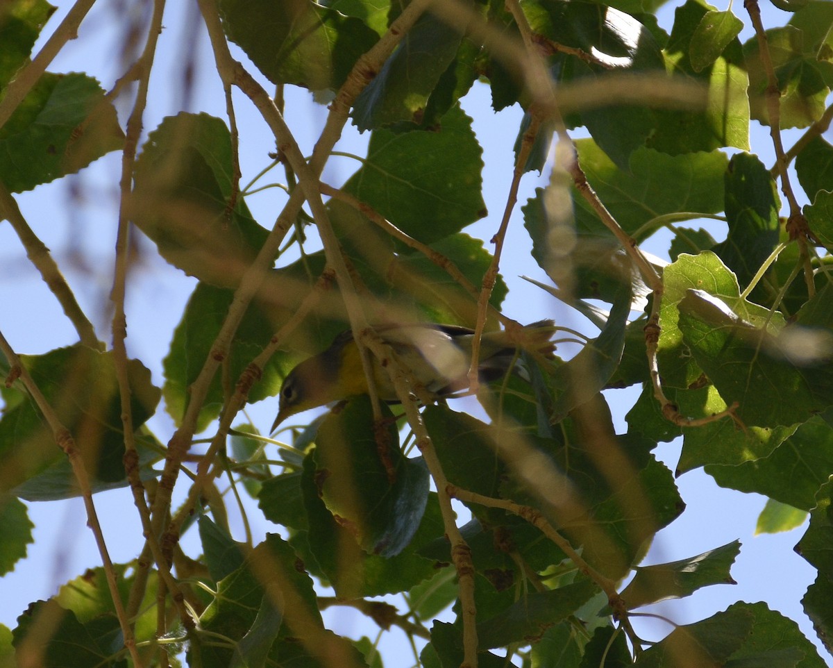 Kuzeyli Parula - ML620107967