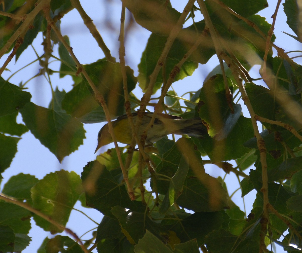 Kuzeyli Parula - ML620107968