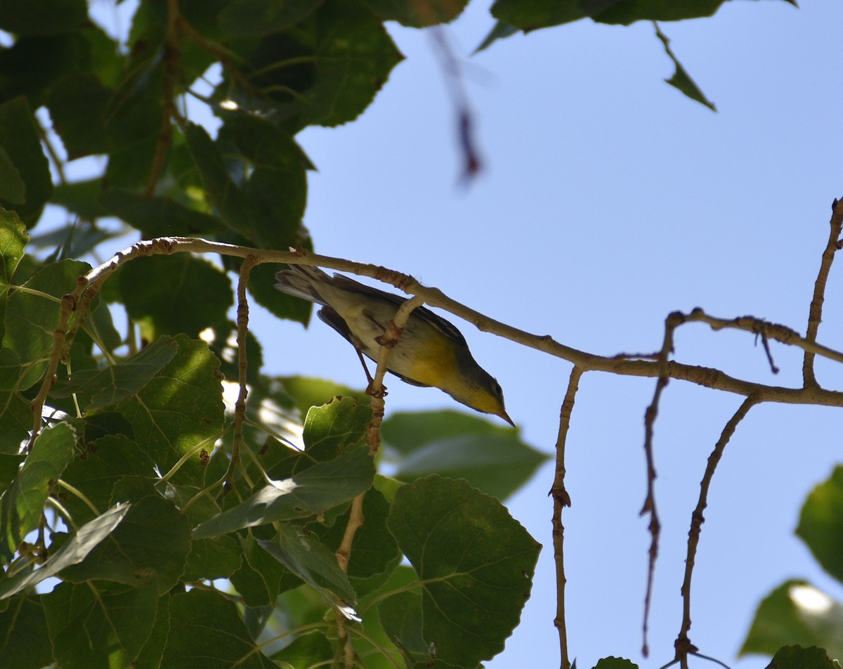 Kuzeyli Parula - ML620107969