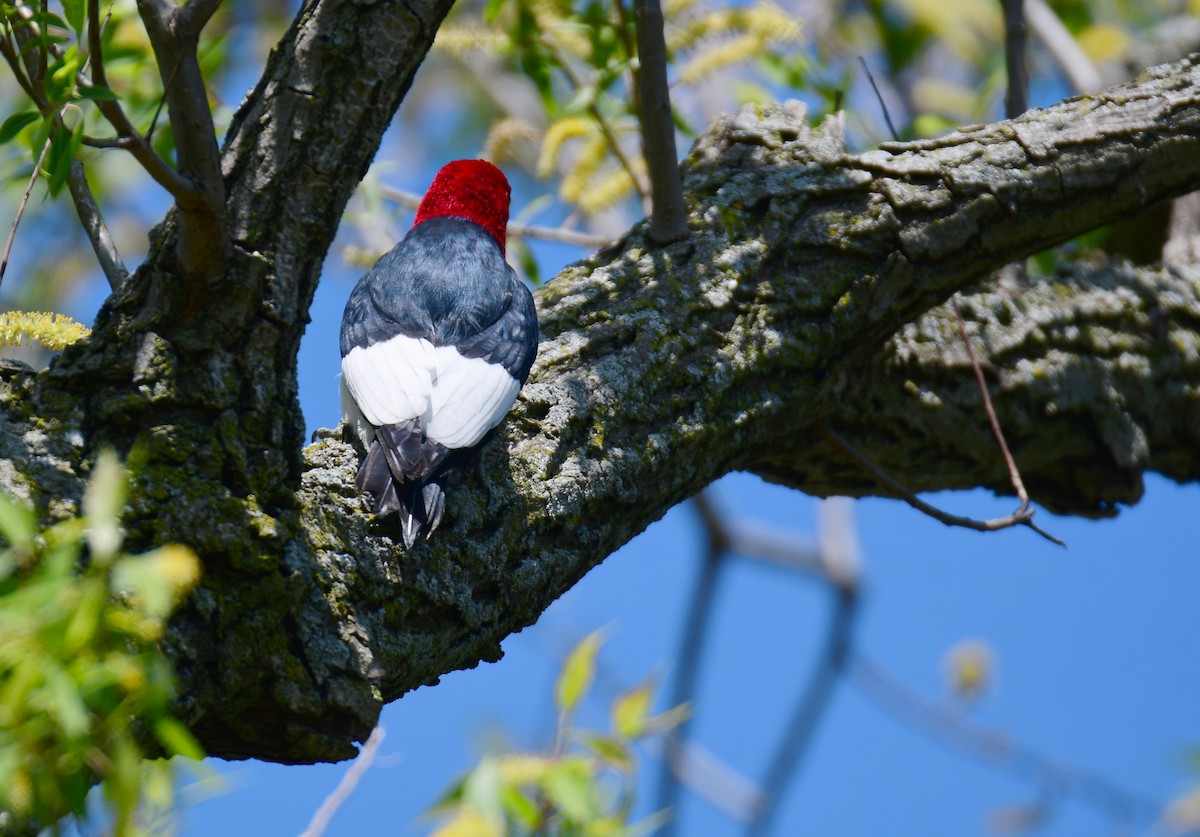 Red-headed Woodpecker - ML620107975