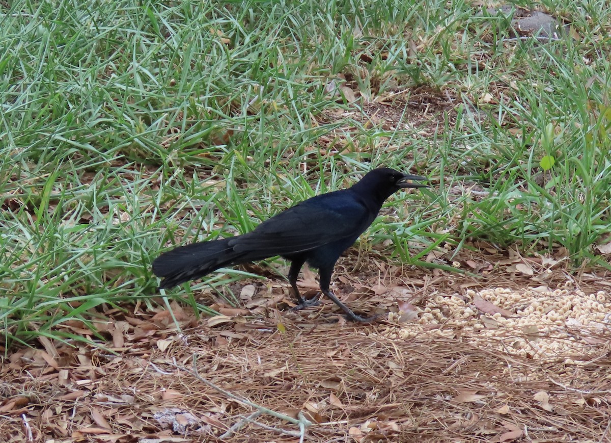 Boat-tailed Grackle - ML620107984