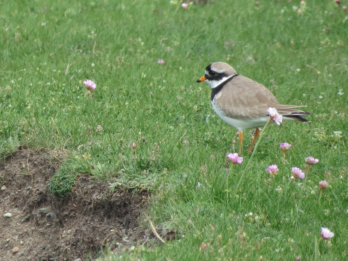 Common Ringed Plover - ML620107985
