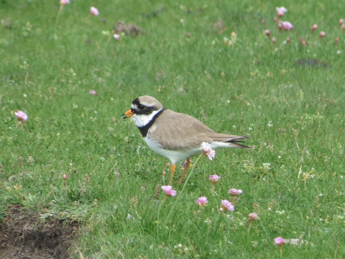 Common Ringed Plover - ML620107987