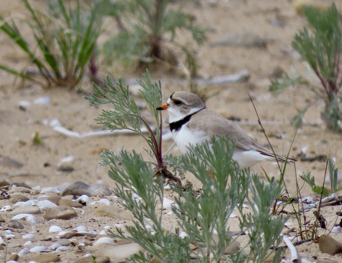 Piping Plover - ML620108013