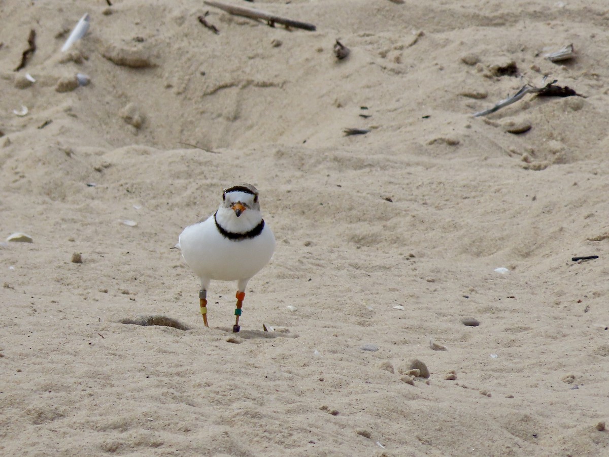 Piping Plover - ML620108014