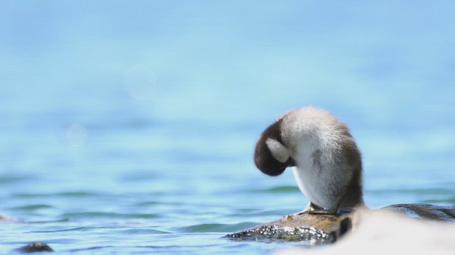 Common Goldeneye - ML620108016