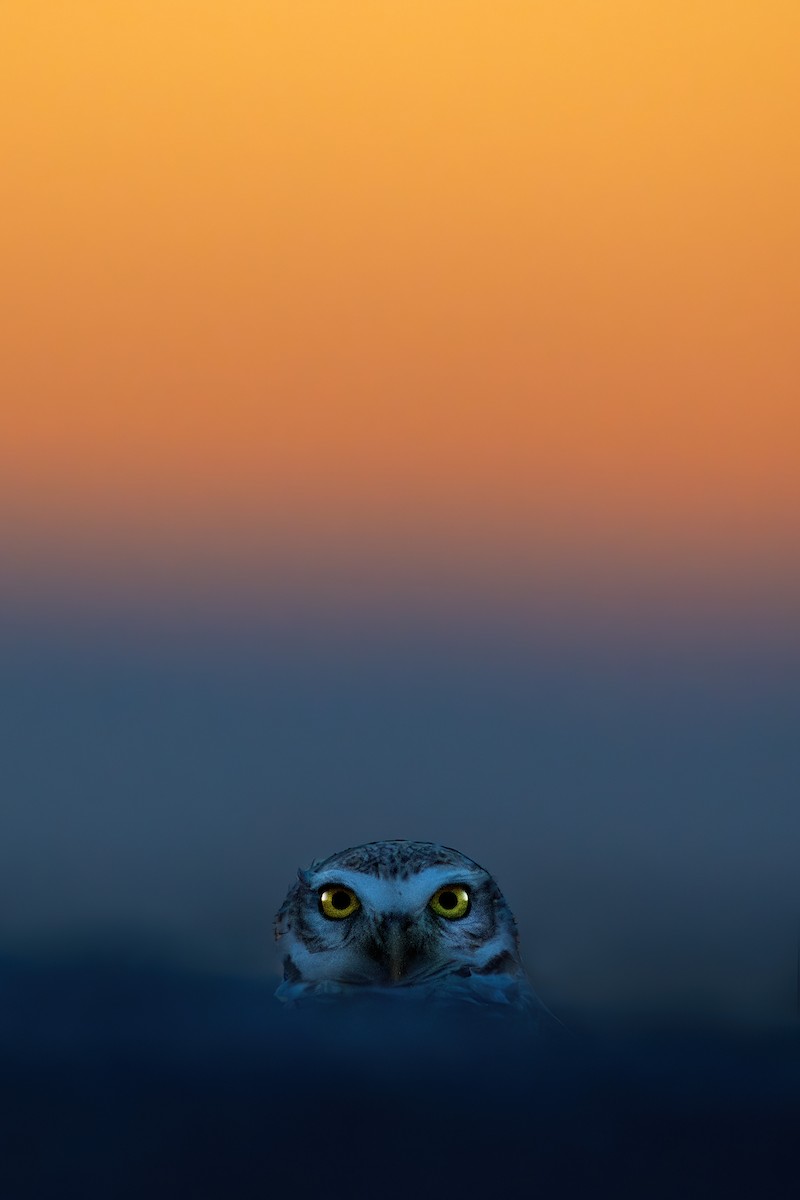 Burrowing Owl - ML620108022