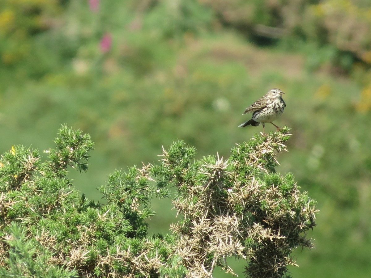Meadow Pipit - ML620108026