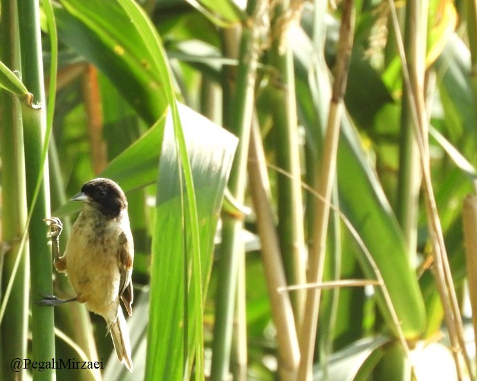 Black-headed Penduline-Tit - ML620108031