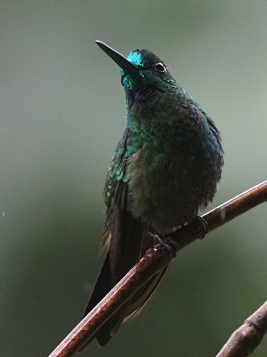 Green-crowned Brilliant - ML620108035