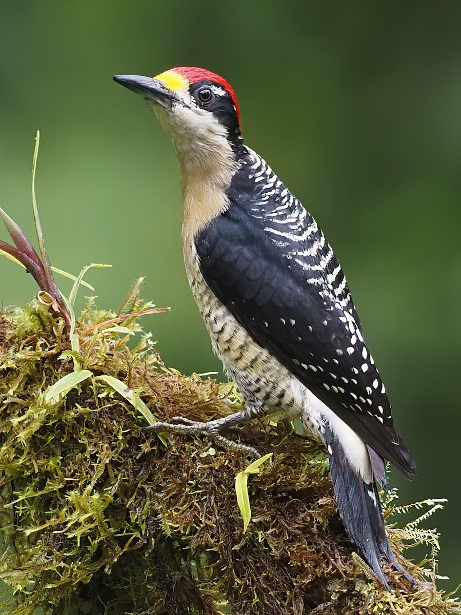 Black-cheeked Woodpecker - ML620108050