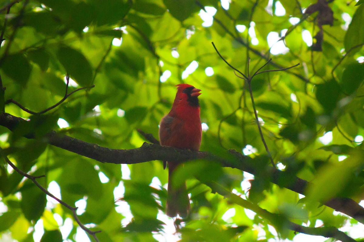 Cardinal rouge - ML620108052