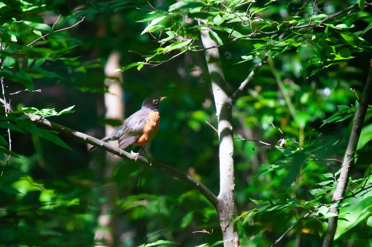 American Robin - ML620108055