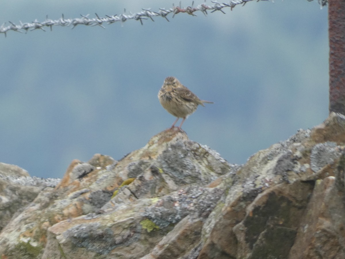 Meadow Pipit - Mike Tuer