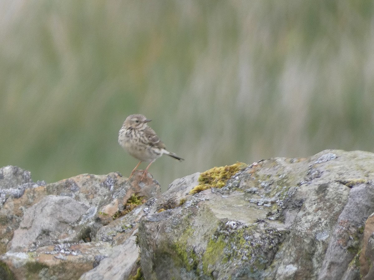 Meadow Pipit - ML620108068