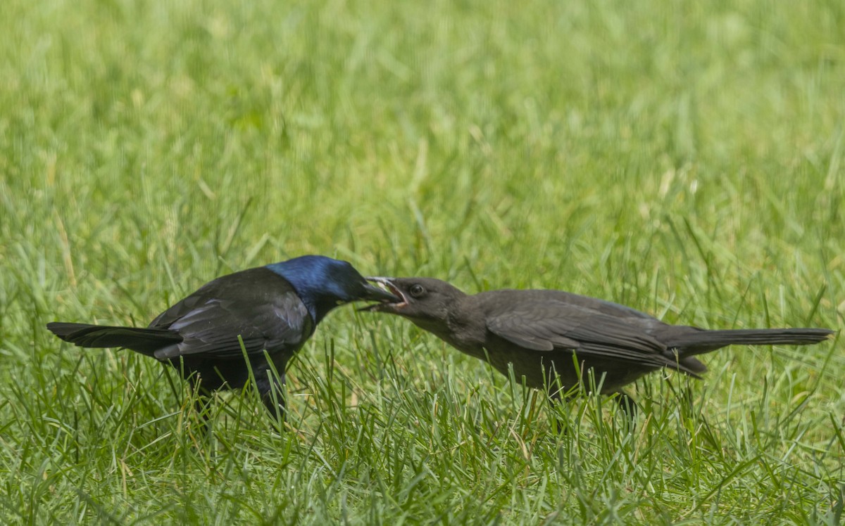 Common Grackle - ML620108080