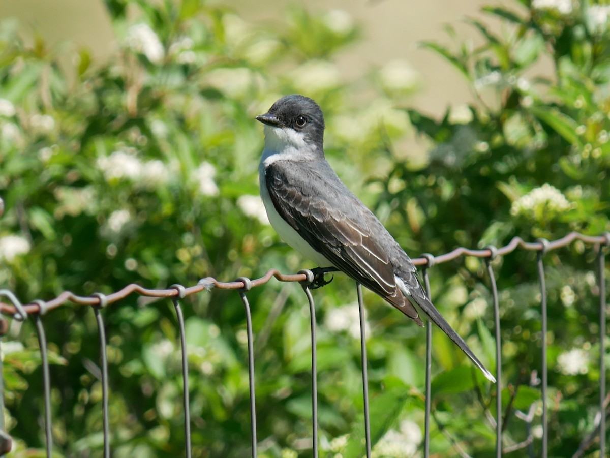 Schieferrücken-Königstyrann - ML620108090