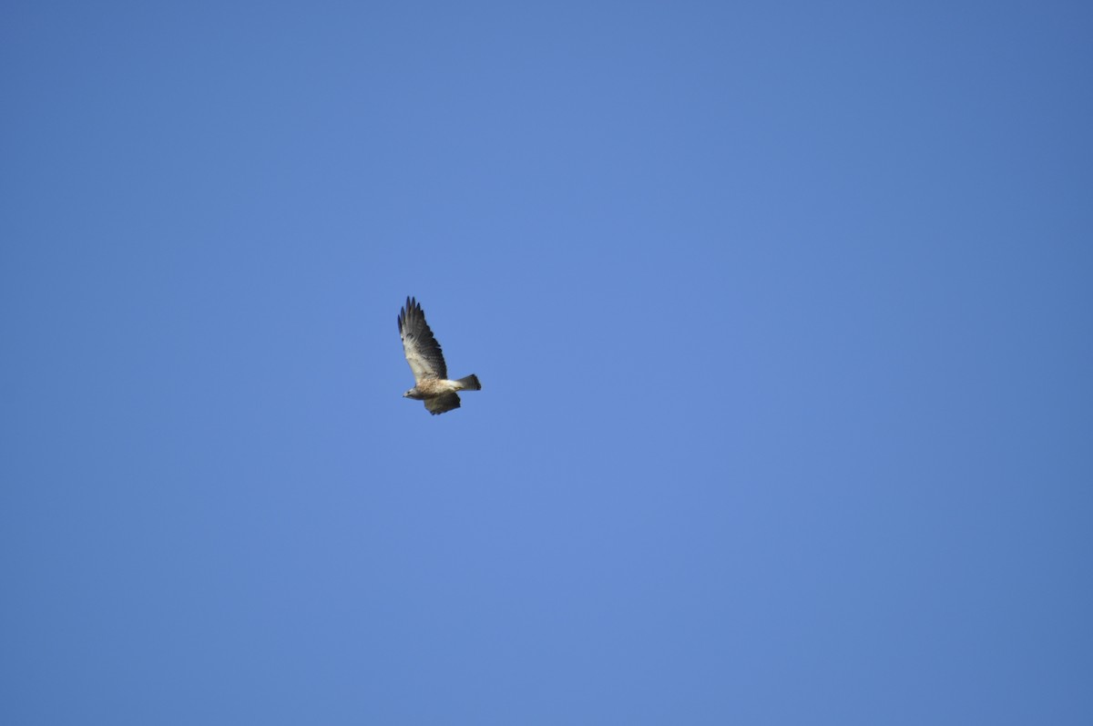 Swainson's Hawk - ML620108096