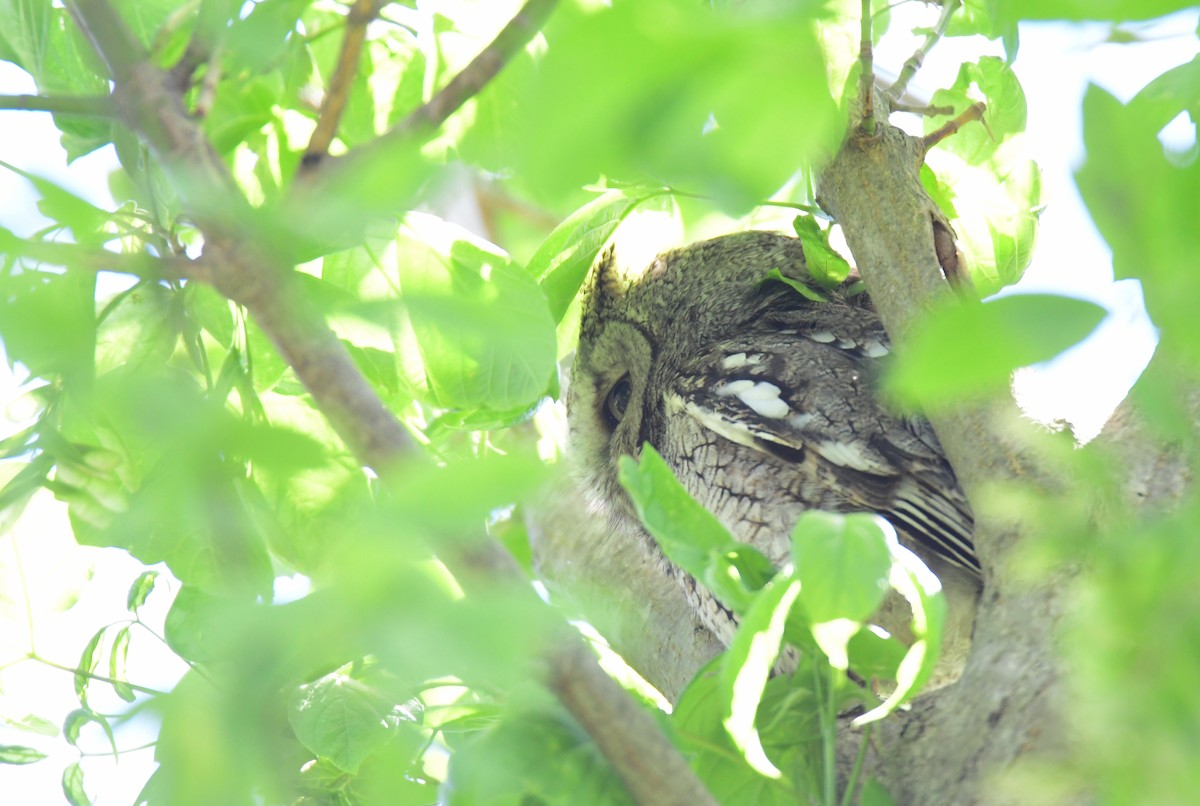 Eastern Screech-Owl - ML620108108