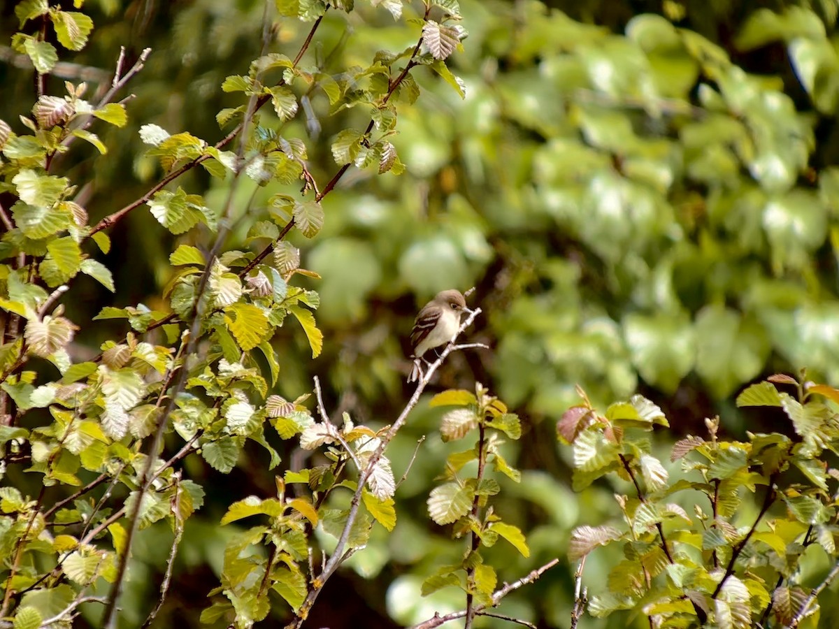 Western Flycatcher - ML620108115