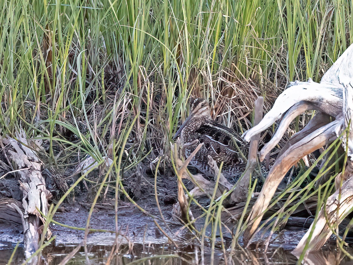 Wilson's Snipe - ML620108179